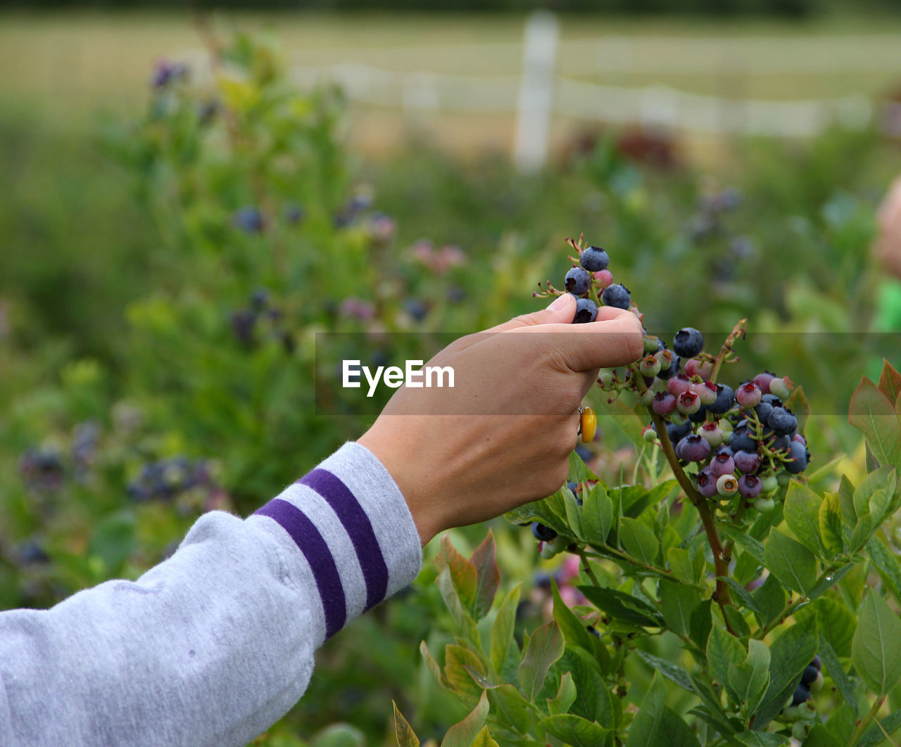 Cropped hand picking blueberries from plant on field