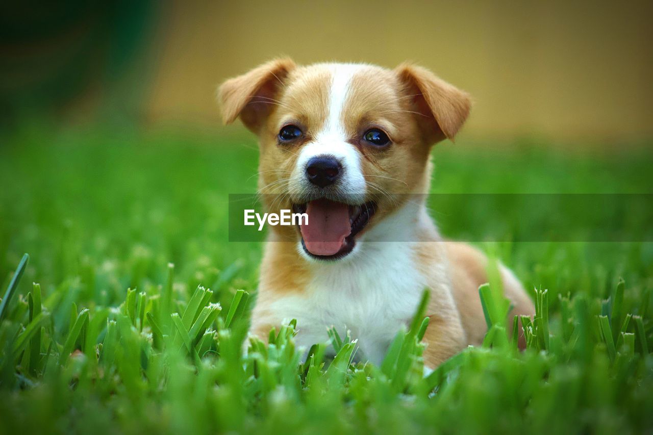 Portrait of dog on field