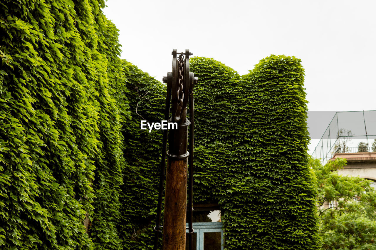 LOW ANGLE VIEW OF TREES AGAINST BUILDING