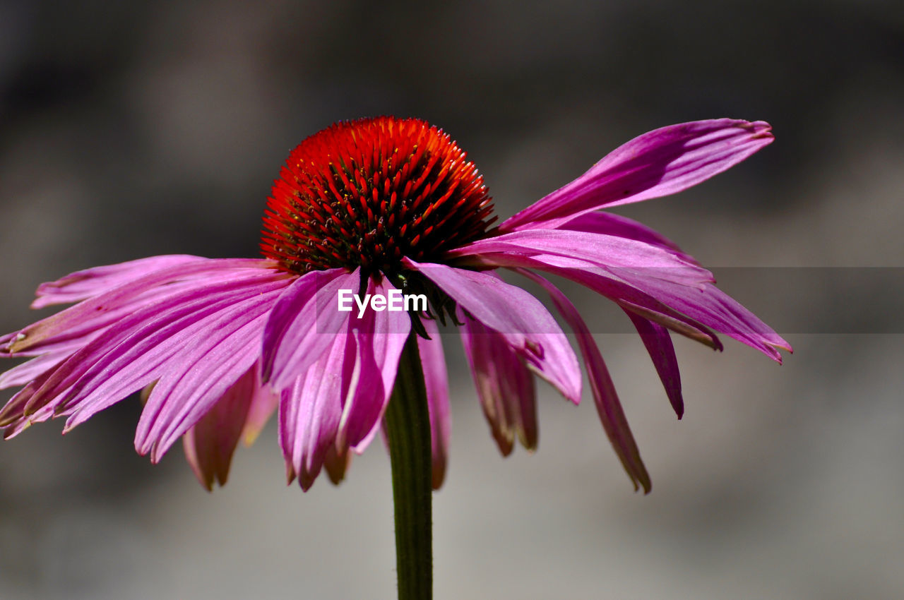 Close-up of eastern purple coneflower blooming at park