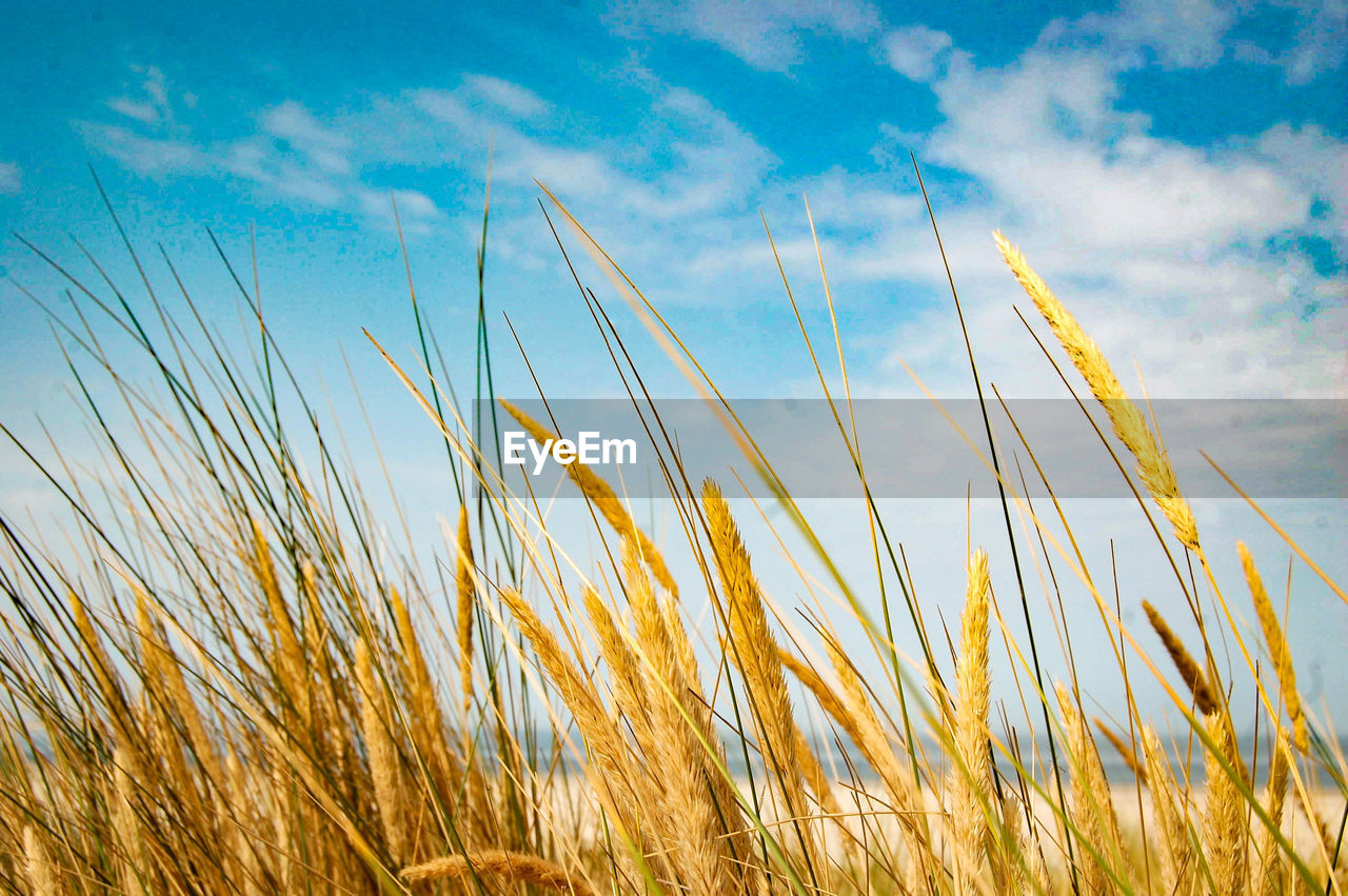 LOW ANGLE VIEW OF STALKS AGAINST THE SKY