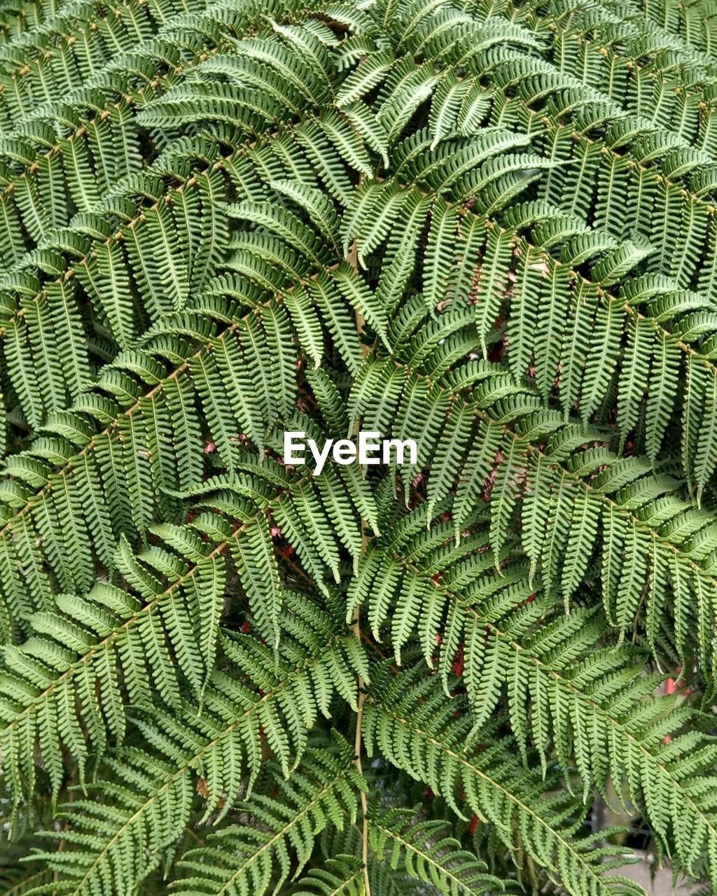 Full frame shot of fern leaves