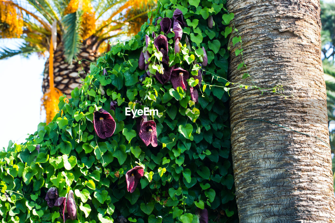 CLOSE-UP OF IVY GROWING ON TREE