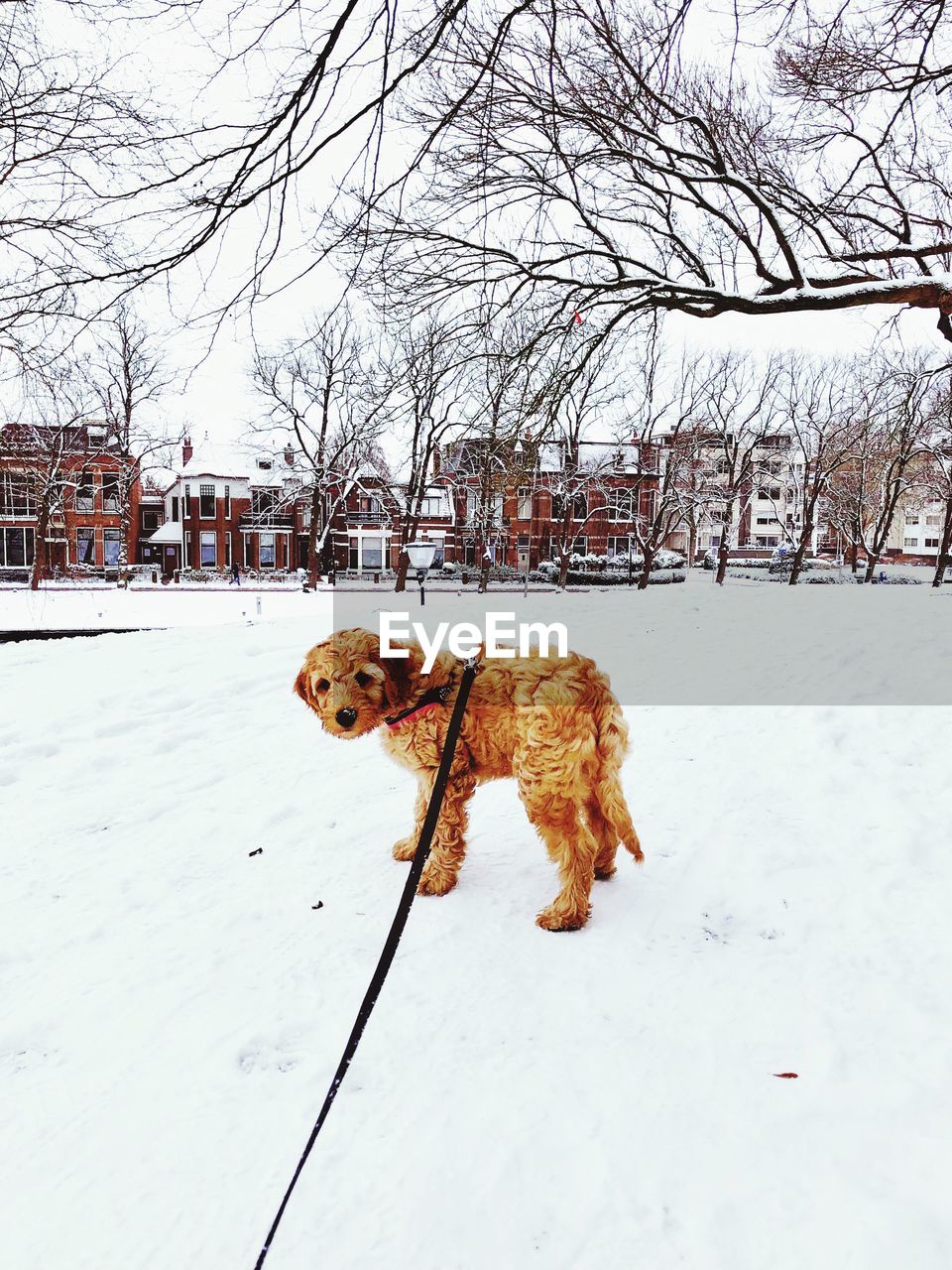 DOG ON SNOW COVERED FIELD