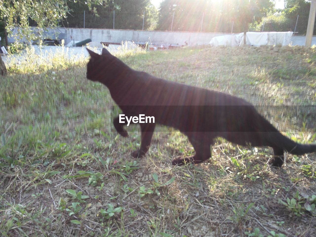 SIDE VIEW OF HORSE ON FIELD