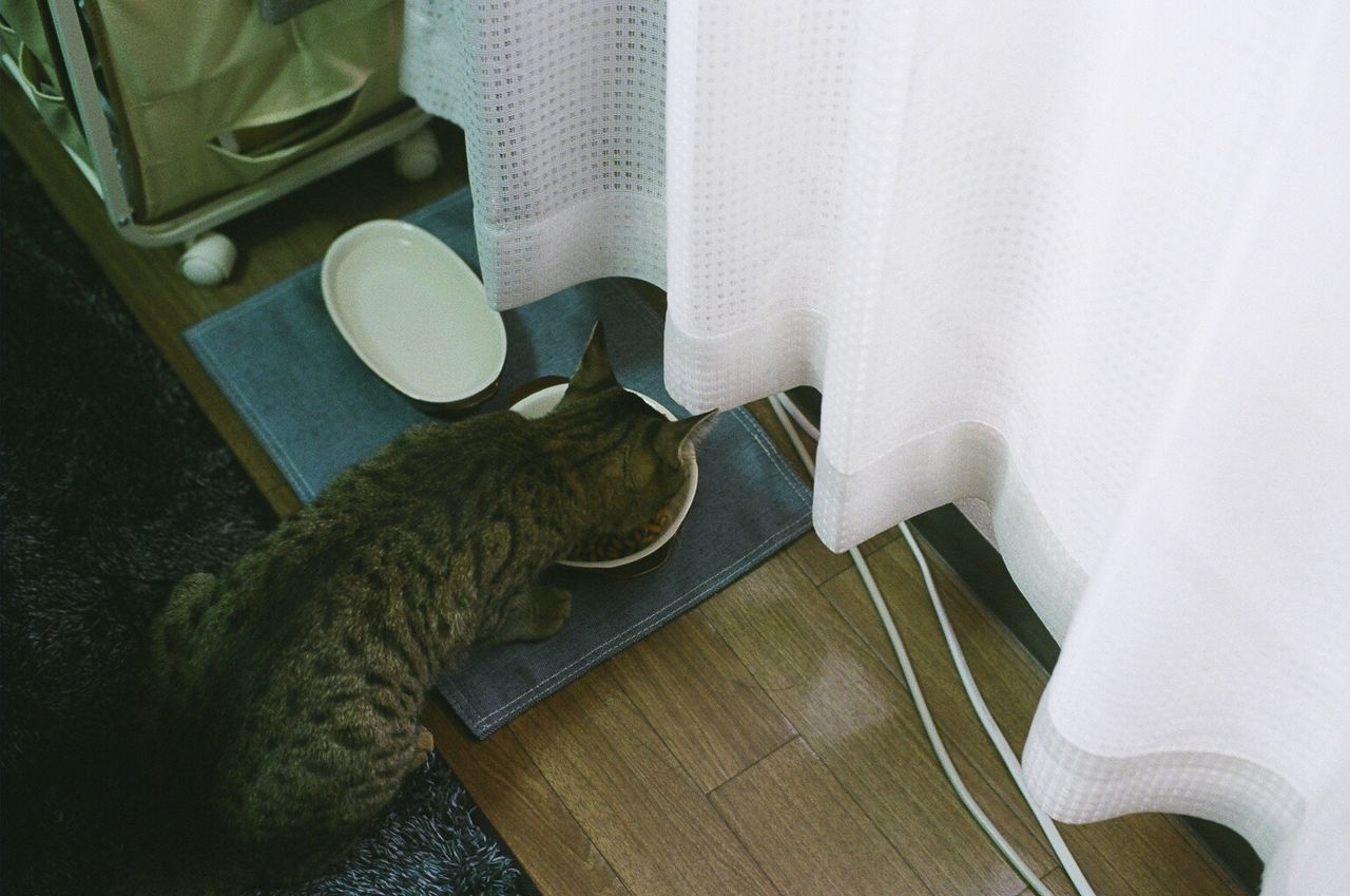 CAT LYING ON WALL