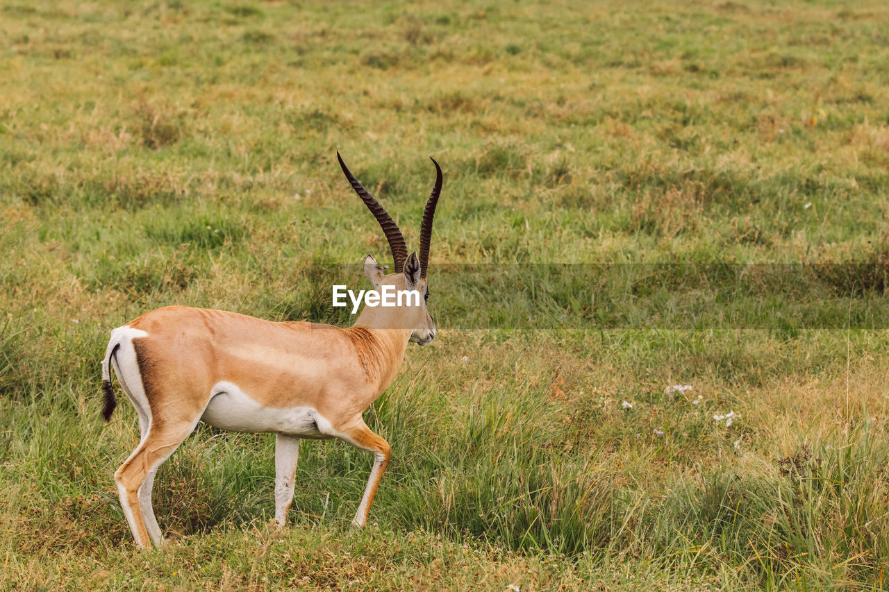 Close-up of impala antelope on field