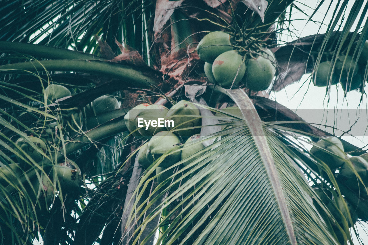 LOW ANGLE VIEW OF PALM TREE