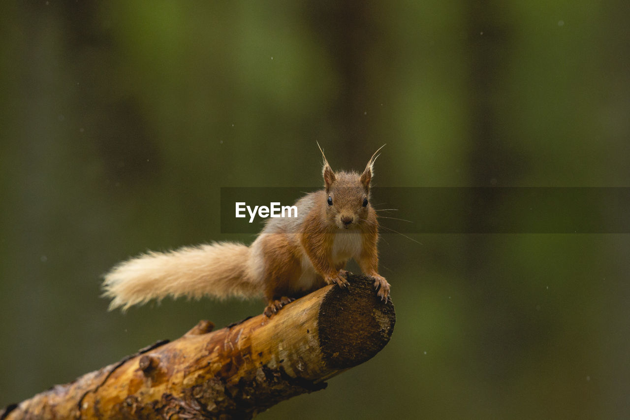 SQUIRREL ON LEAF