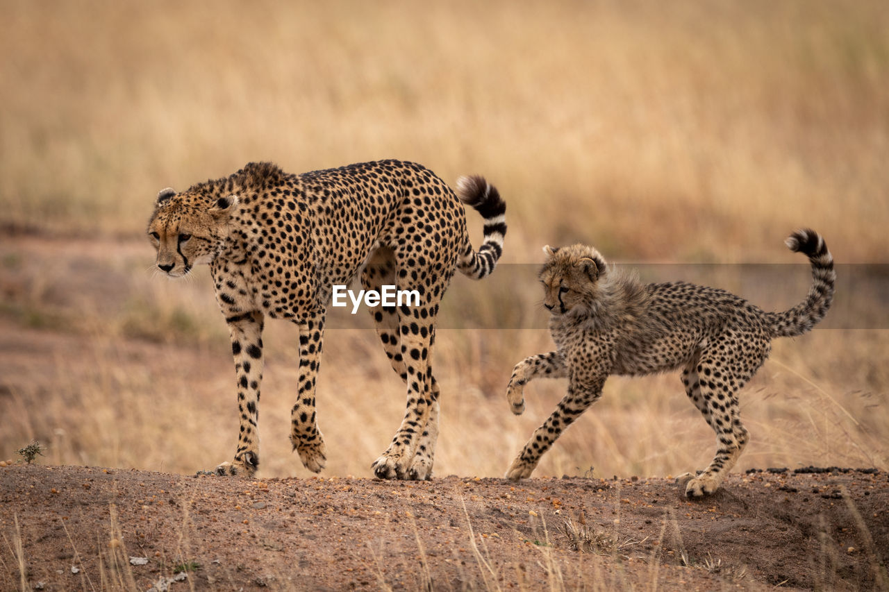 Cheetah on land