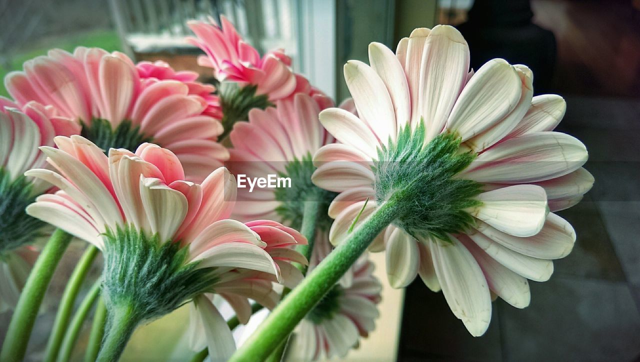 Close up view of pink flowers