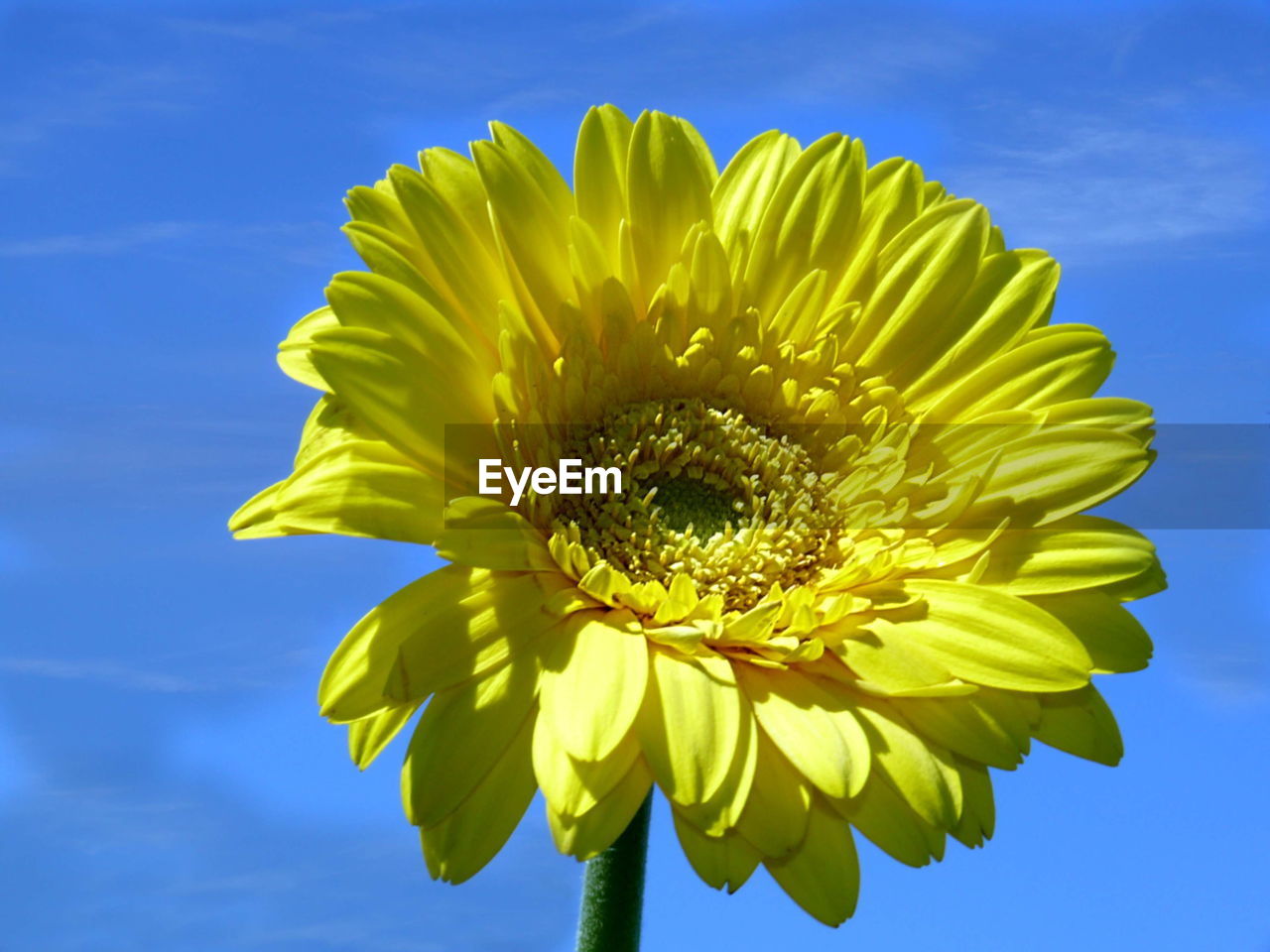 CLOSE-UP OF YELLOW SUNFLOWER AGAINST SKY