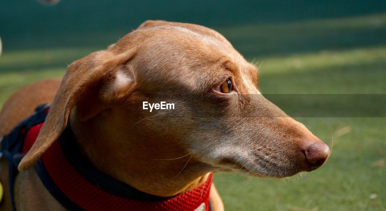CLOSE-UP OF DOG LOOKING AWAY WHILE STANDING ON FIELD