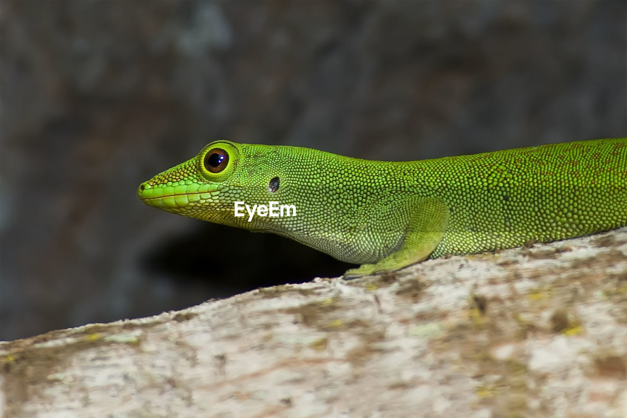 A small green lizard was hiding in a tree. her bright body is covered with yellow and brown spots. 