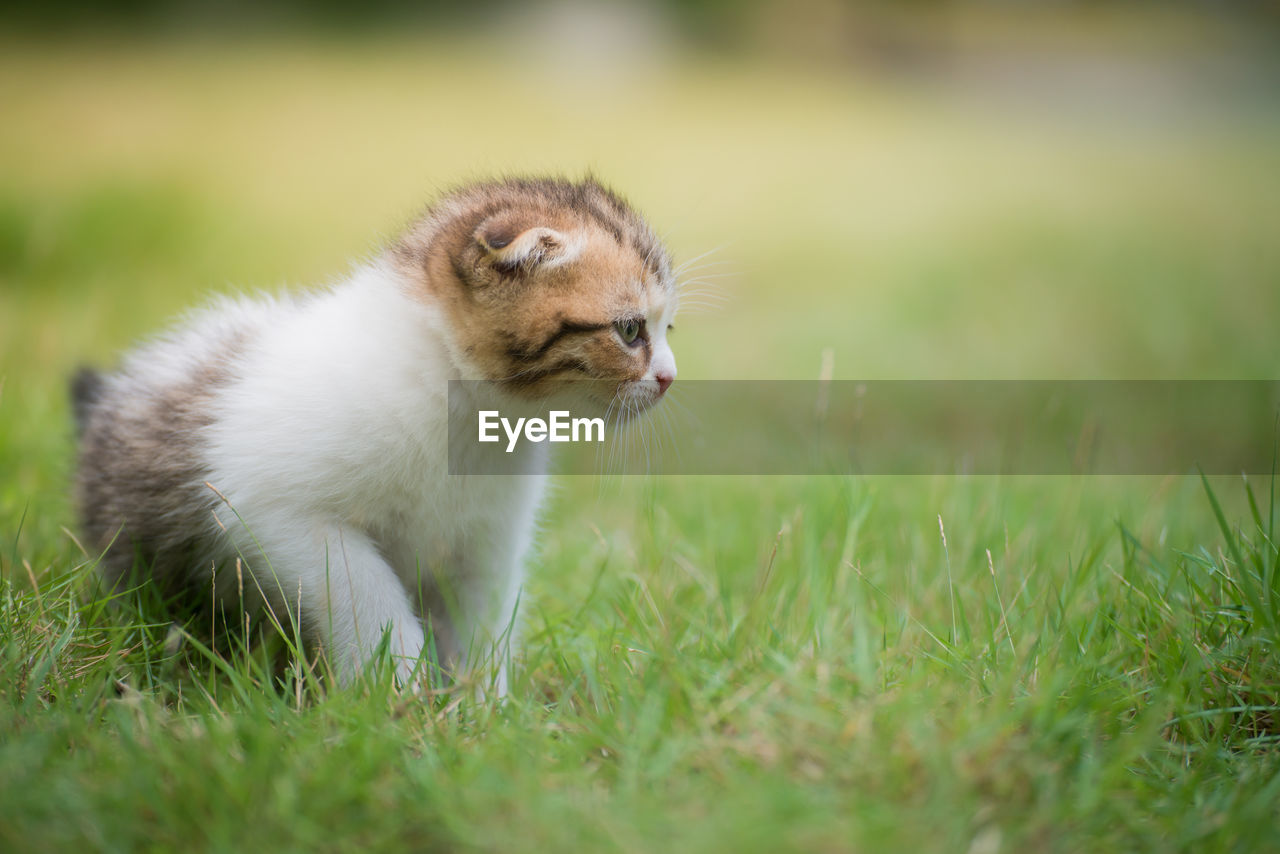 Scottish fold kitten walking on grass