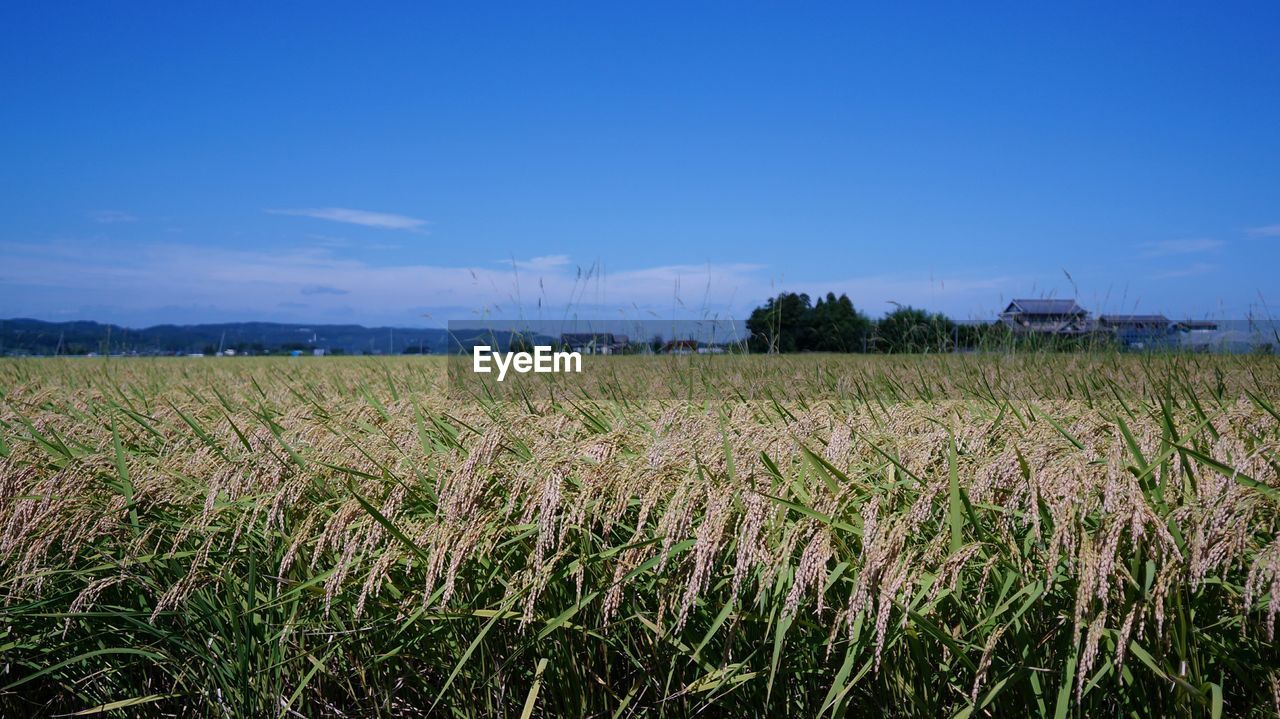 FIELD AGAINST BLUE SKY