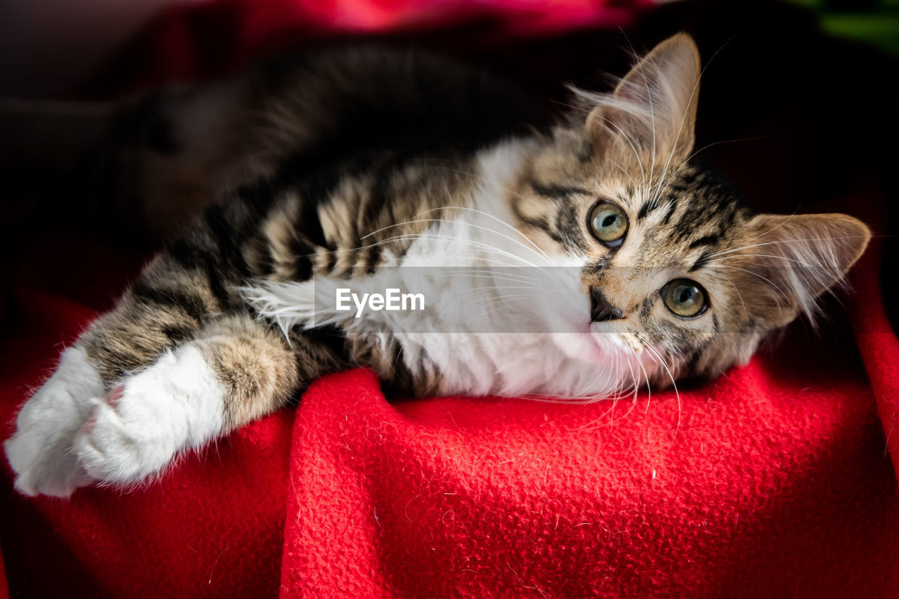 PORTRAIT OF TABBY CAT RELAXING ON RED BLANKET