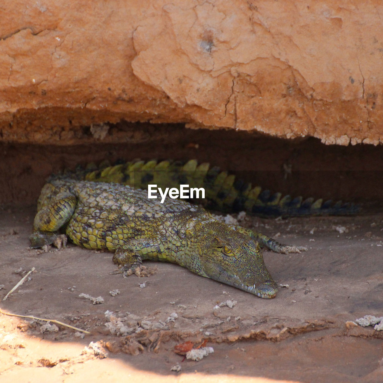 CLOSE-UP OF CROCODILE ON LAND