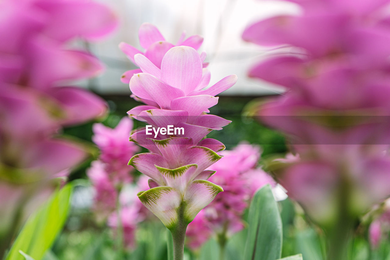 Close-up of pink flowering plant