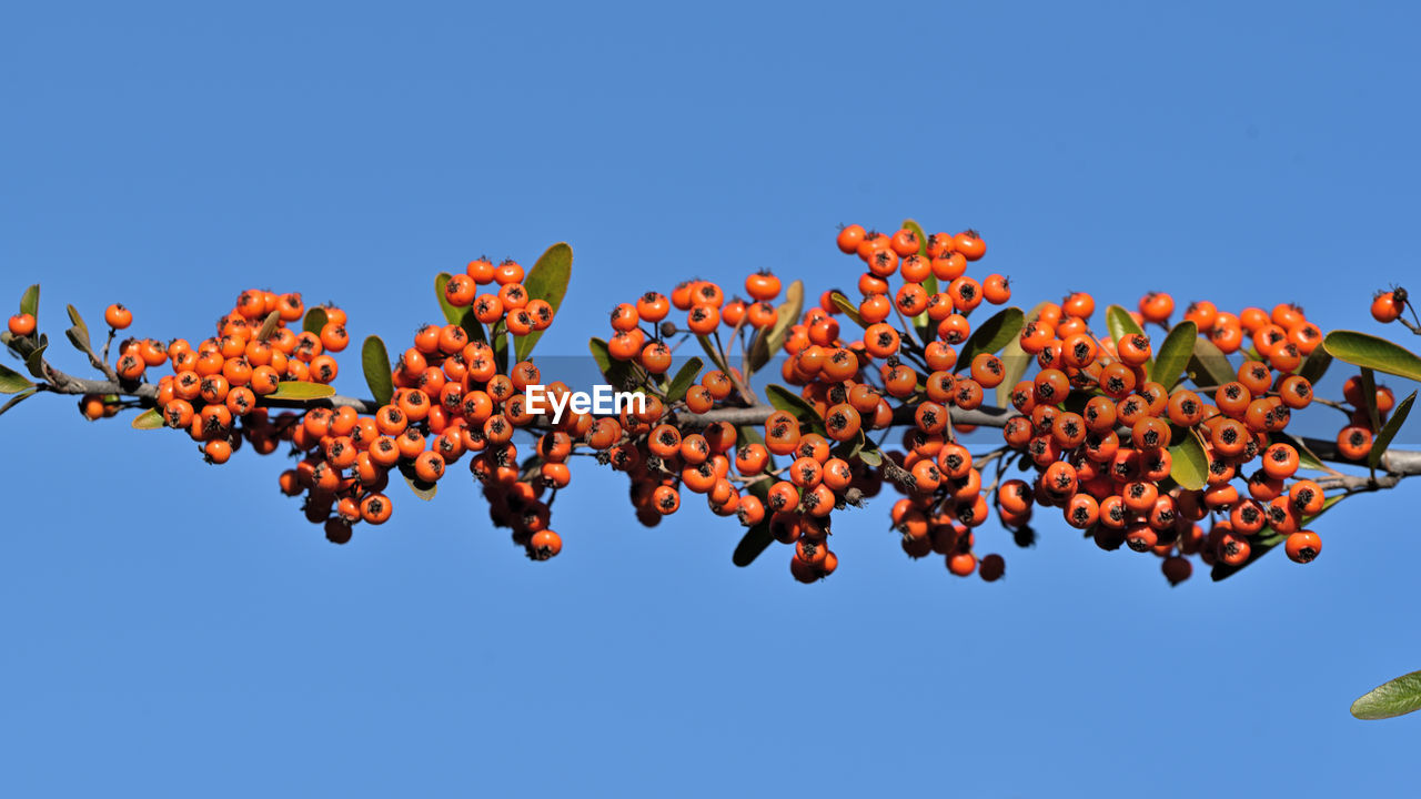 LOW ANGLE VIEW OF FLOWERING PLANT AGAINST BLUE SKY