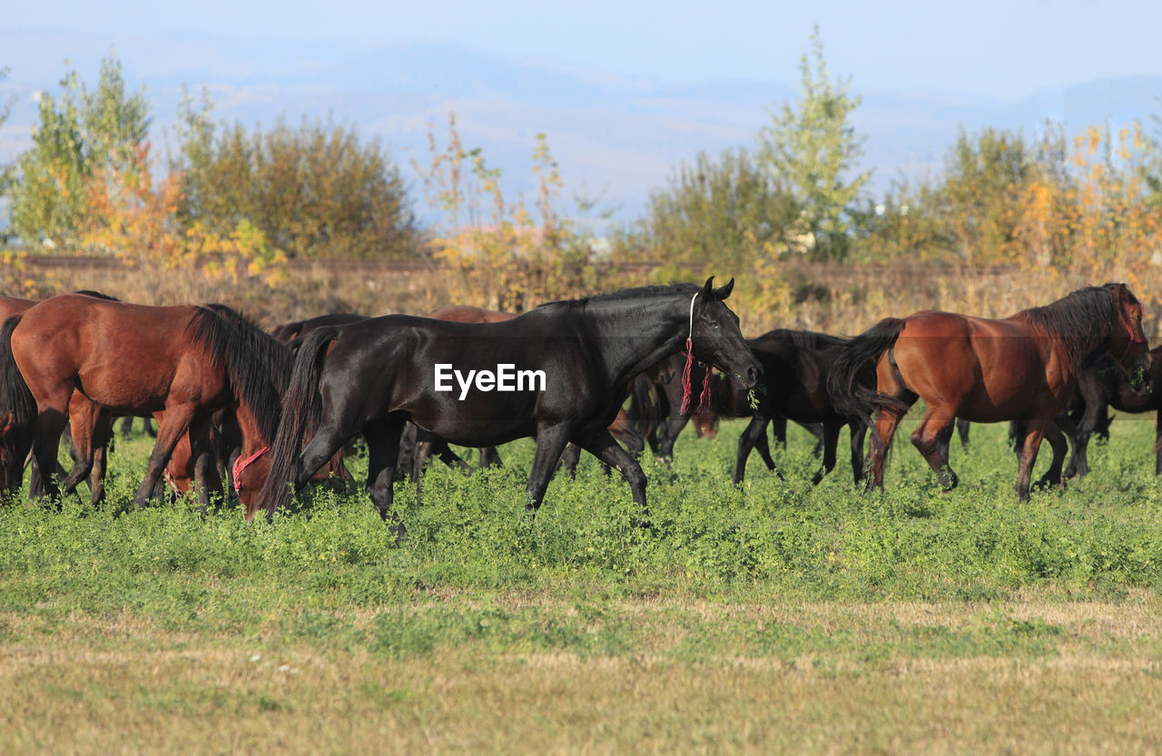 HORSES STANDING IN A FIELD