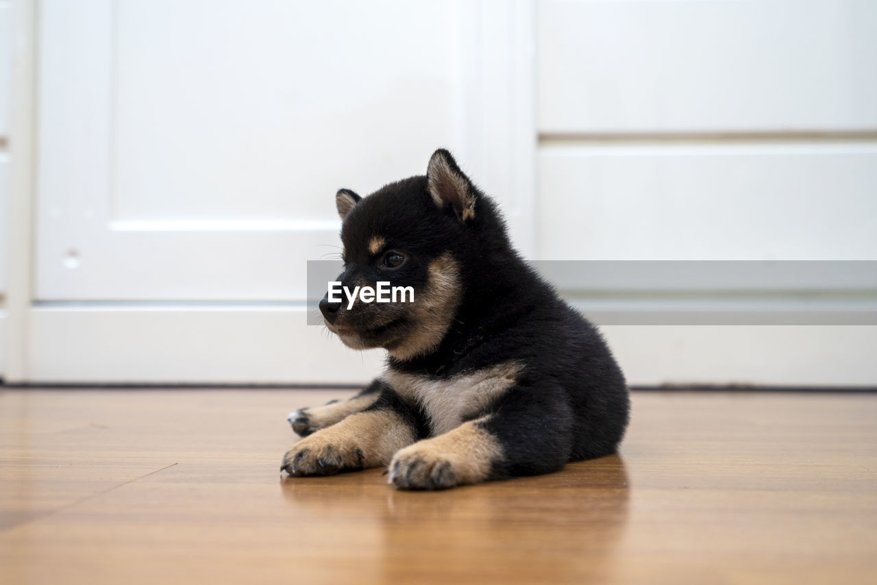 A black and tan shiba inu puppy lying in the room. shiba inu on wood.