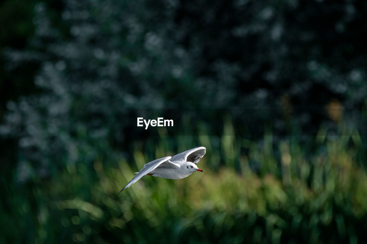 BIRD FLYING IN A FOREST