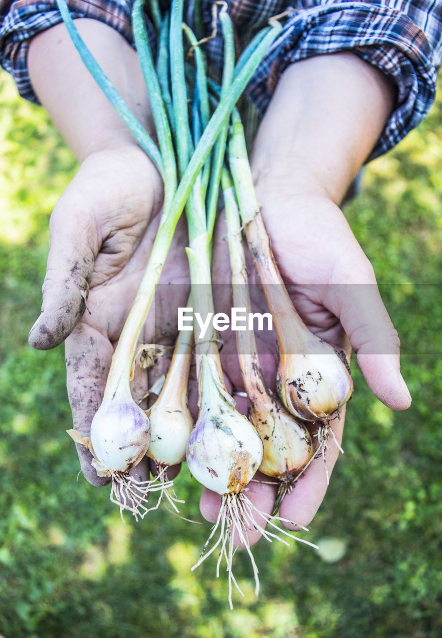 Close-up of hand holding spring onions