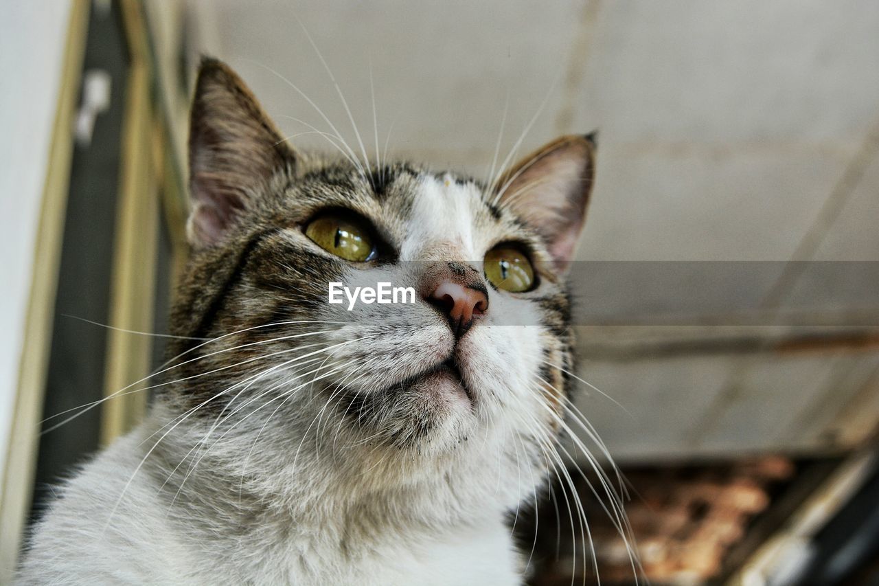 CLOSE-UP PORTRAIT OF CAT IN PEN