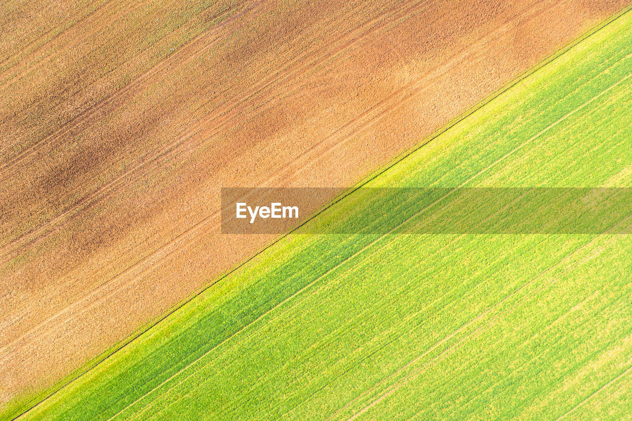 FULL FRAME SHOT OF RICE FIELD