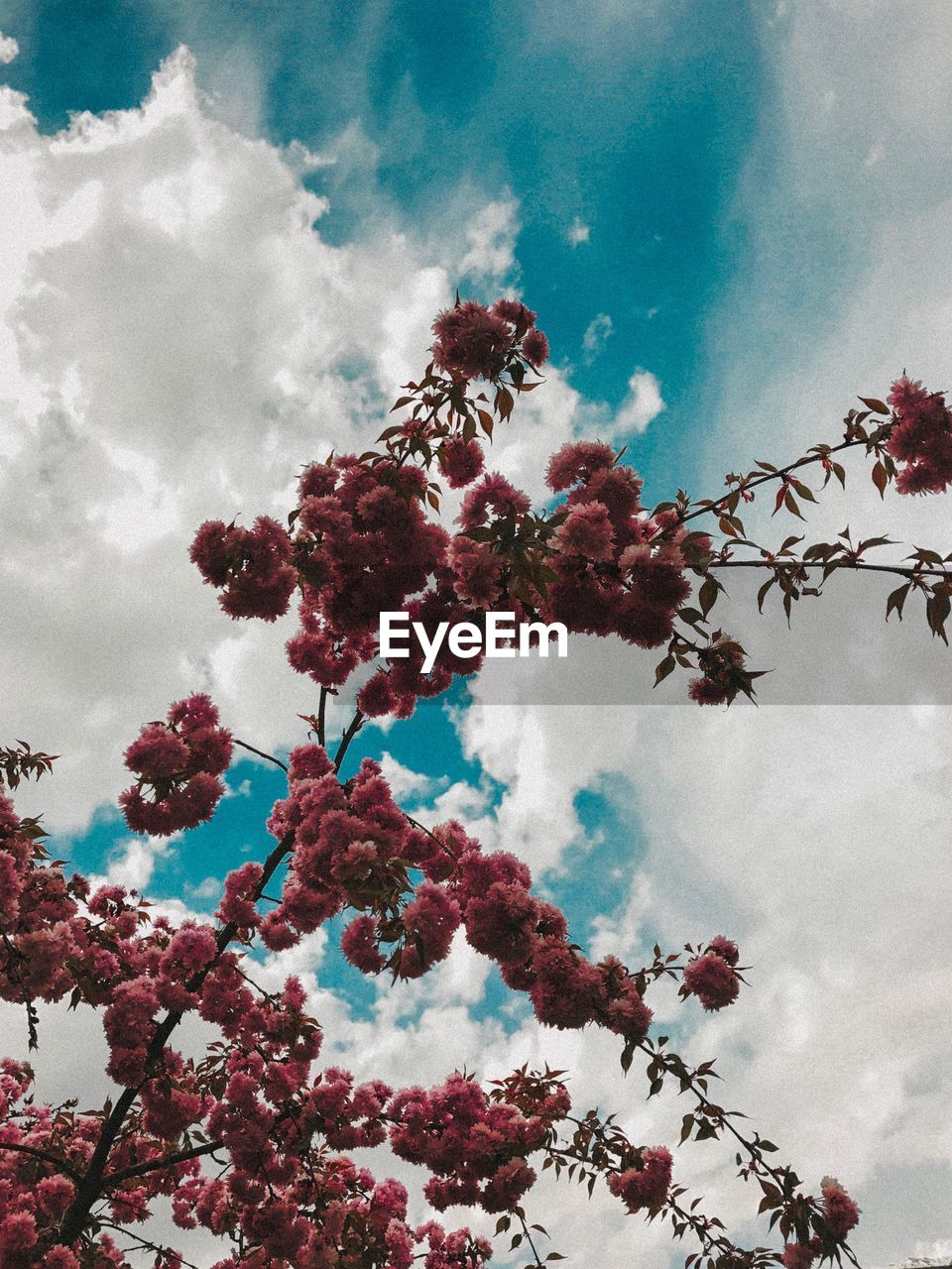 LOW ANGLE VIEW OF PINK CHERRY BLOSSOMS AGAINST SKY