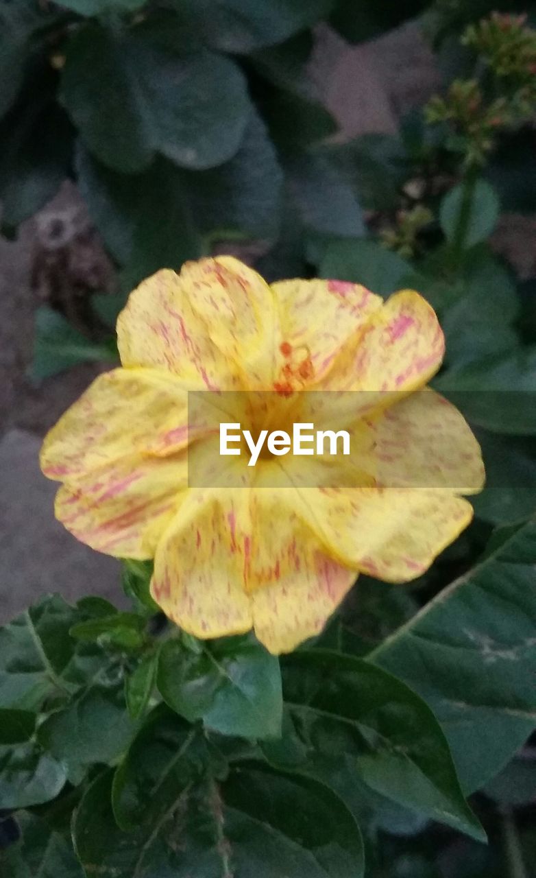 CLOSE-UP OF YELLOW FLOWER BLOOMING OUTDOORS