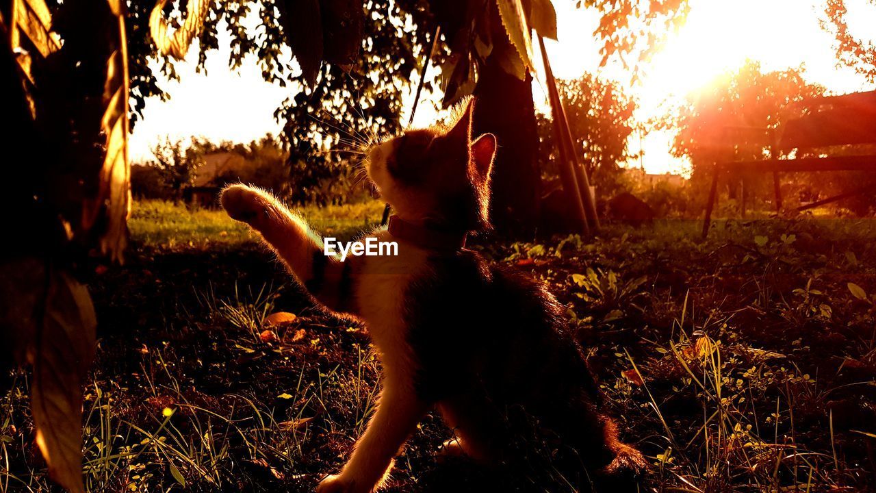 DOG ON FIELD AGAINST TREES DURING SUNSET