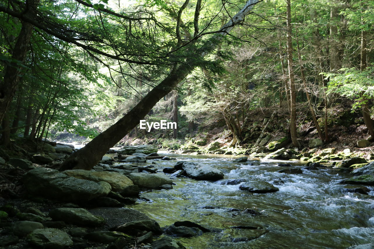 tree, forest, water, plant, beauty in nature, land, rock, nature, rock - object, tranquility, solid, no people, day, growth, river, flowing water, scenics - nature, tranquil scene, flowing, outdoors, stream - flowing water, woodland