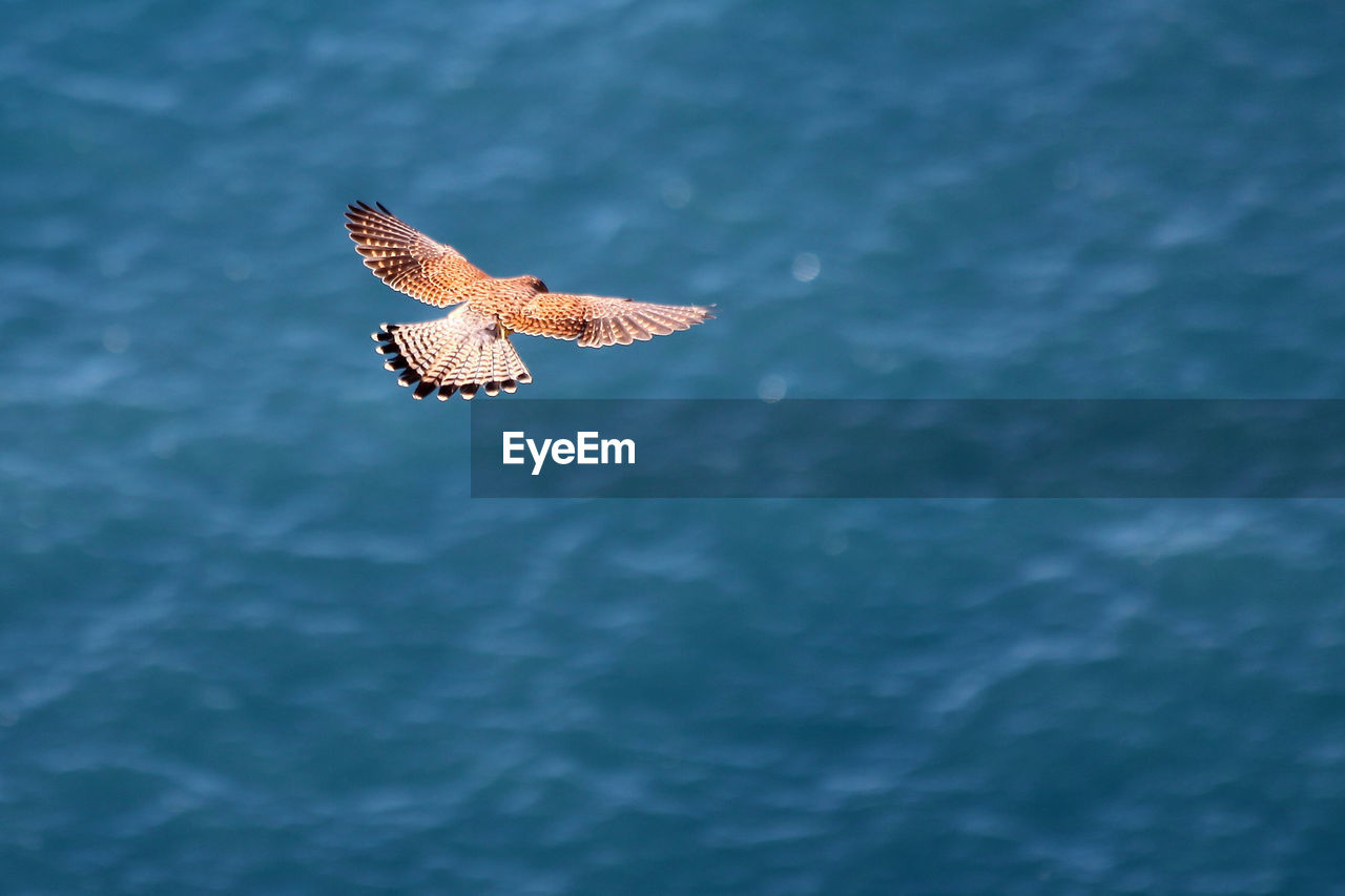 High angle view of falcon flying over sea