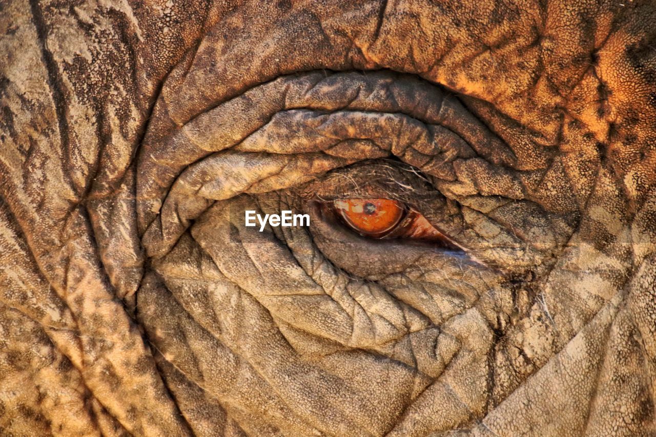 Close-up of elephant