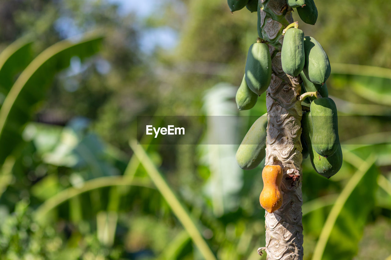 CLOSE-UP OF FRUITS HANGING FROM PLANT