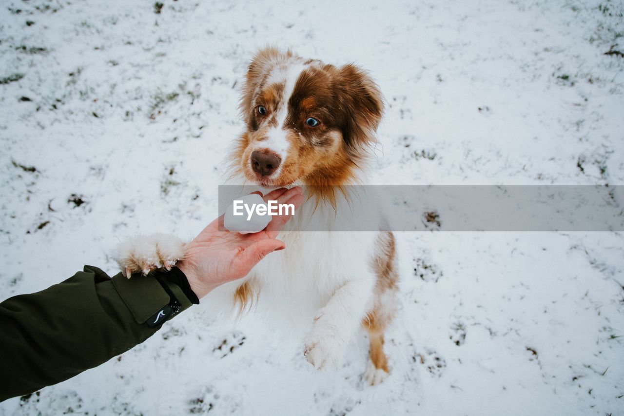 Curious dog outdoors in winter