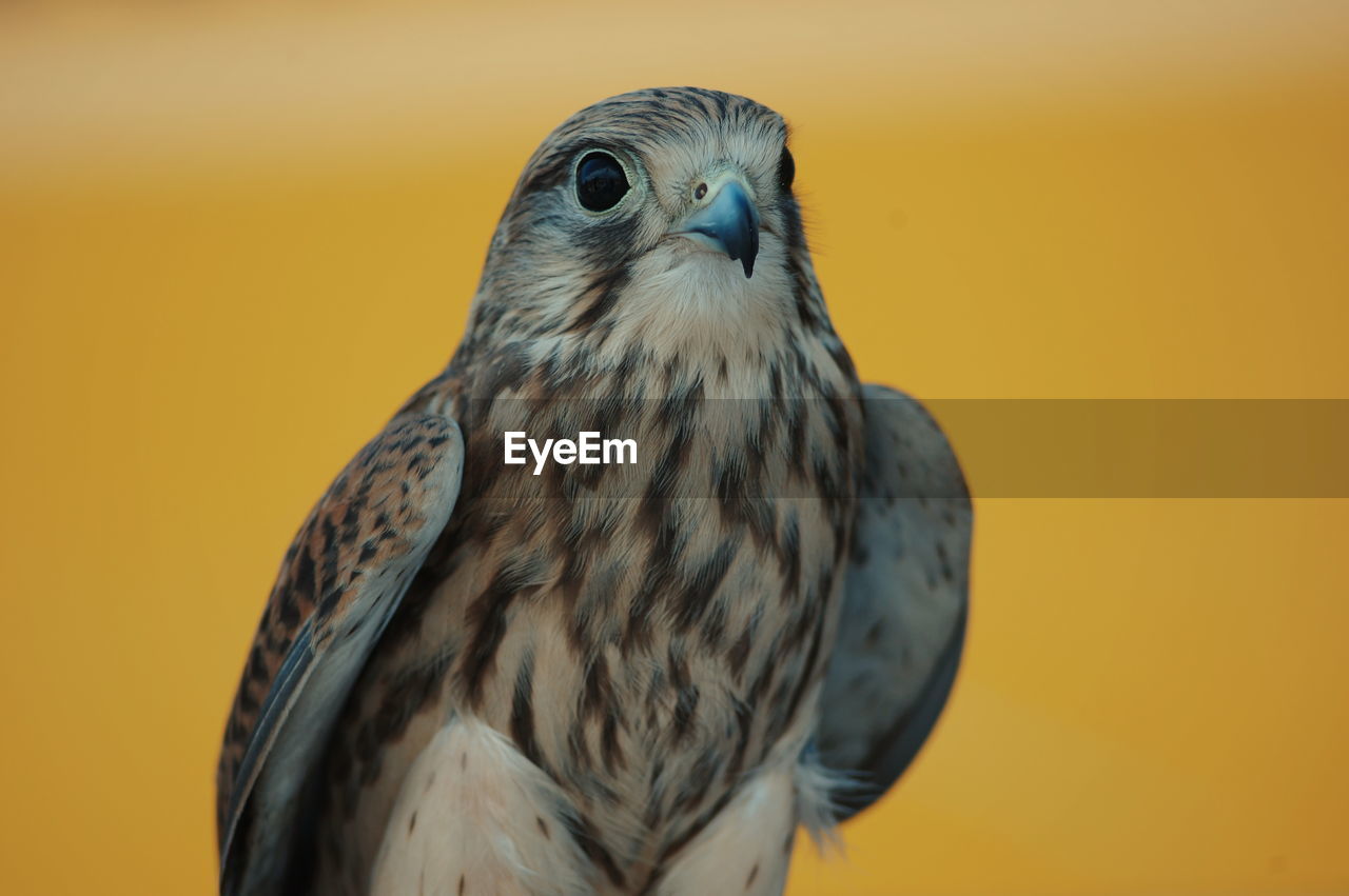 Close-up of falcon against yellow background