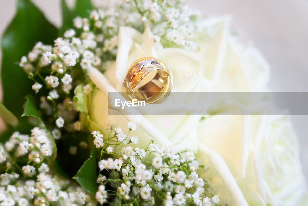 CLOSE-UP OF WHITE FLOWER ON PLANT