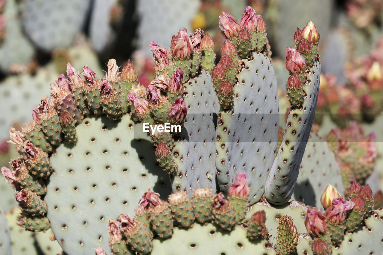 CLOSE-UP OF SUCCULENT PLANT ON PINK FLOWER TREE