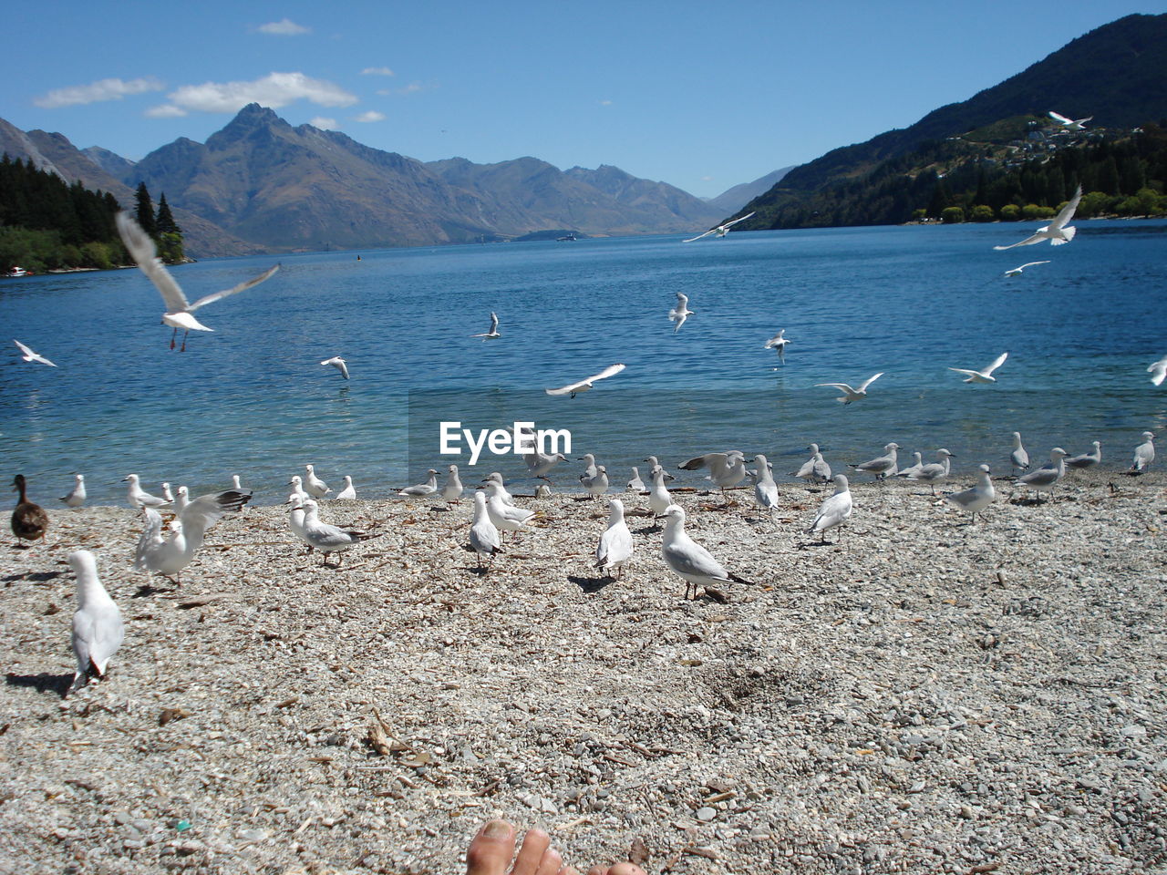 BIRDS FLYING OVER LAKE AGAINST SKY