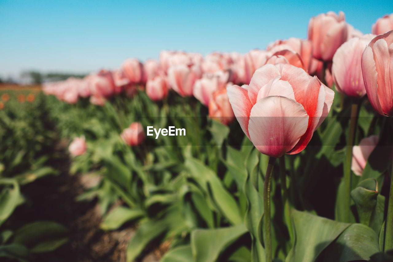 plant, flower, flowering plant, beauty in nature, freshness, nature, pink, growth, close-up, petal, tulip, fragility, sky, leaf, flower head, plant part, inflorescence, no people, day, springtime, focus on foreground, outdoors, blue, landscape, green, clear sky, sunlight, blossom, botany, land, plant stem