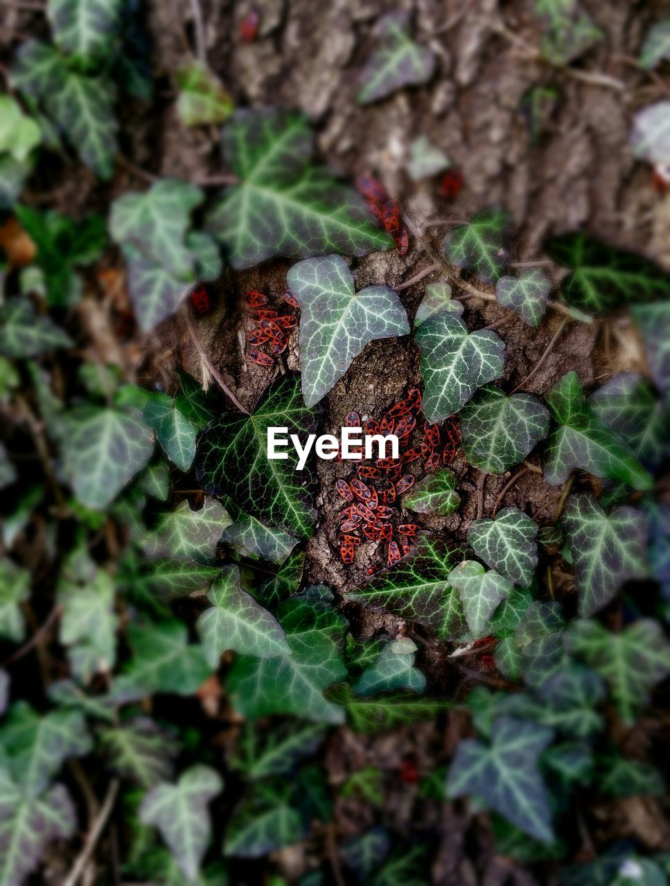 Close-up of insects on tree