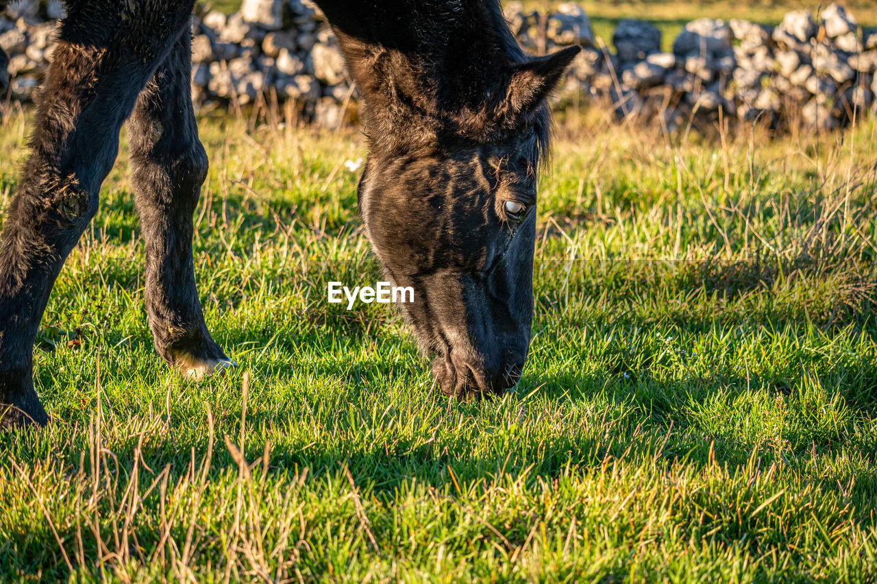 Blind horse. eye cataract. one horse grazing on the meadow in sunny day. unhealthy and ill.