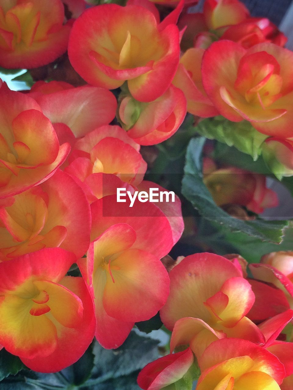 Close-up of red flowers