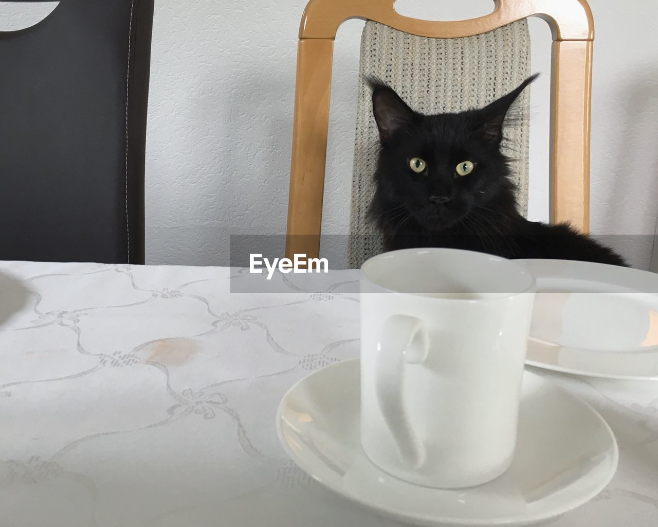 BLACK CAT SITTING ON TABLE