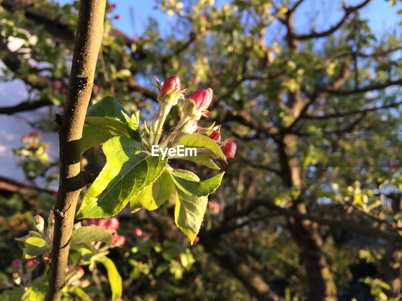 CLOSE-UP OF LEAVES ON TREE