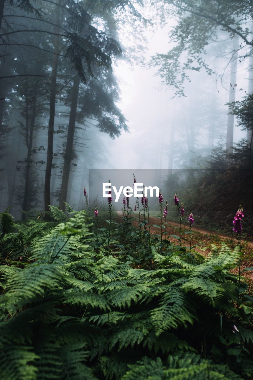 Plants and trees growing in forest during foggy weather