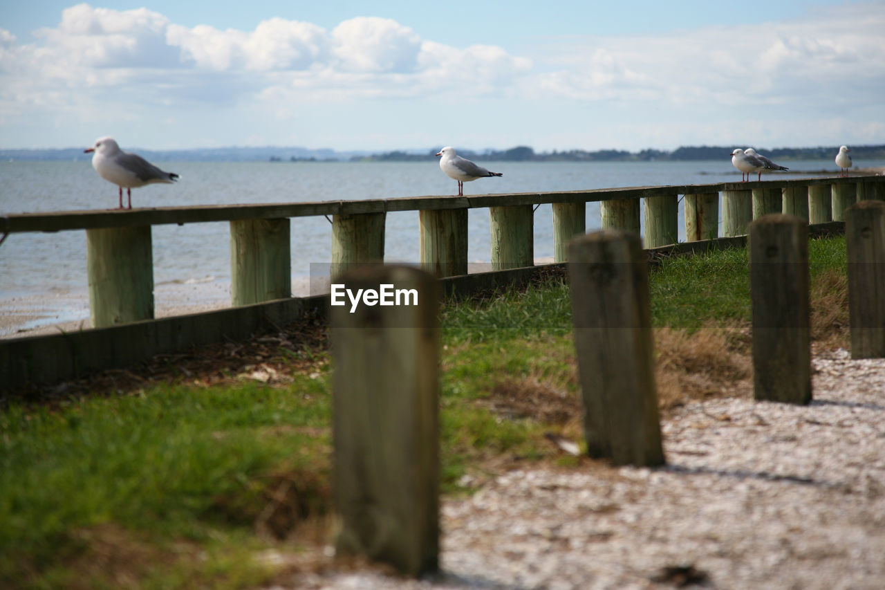SEAGULLS PERCHING ON WOODEN RAILING BY SEA AGAINST SKY